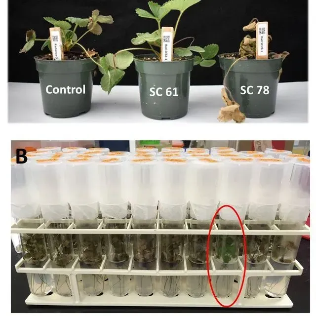 thumbnail for publication: Improving Strawberry Varieties by Somaclonal Variation